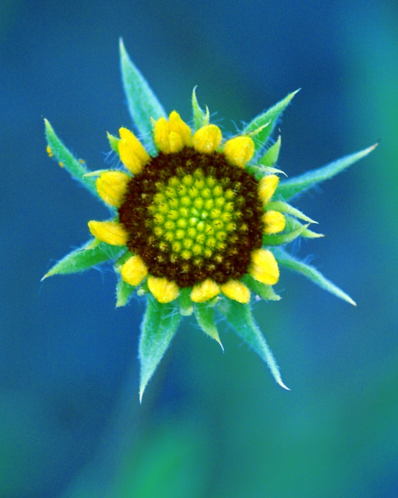 A BEAUTIFUL FLOWER IN THE SUNSHINE. PHOTO BY BEN UPHAM. MAGICAL MOMENT PHOTOS.