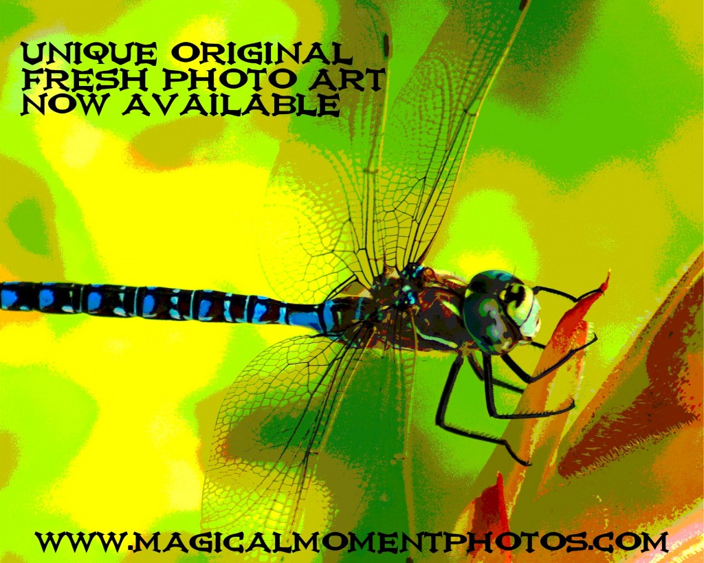 Dragonflies on your Wall