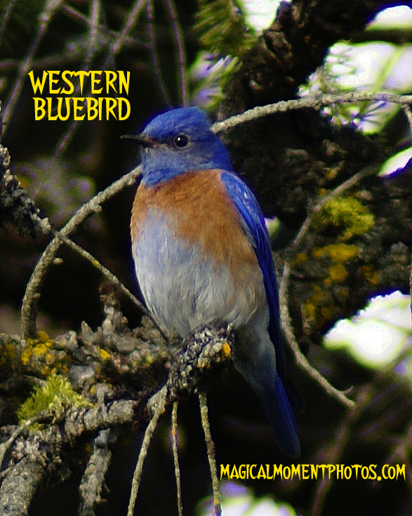 A WESTERN BLUEBIRD